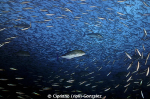 HUNTING by Cipriano (ripli) Gonzalez 